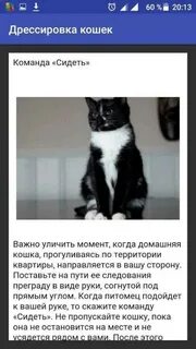 Какой команде научить кошку