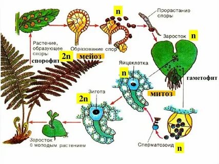 Гаметофит мха набор хромосом