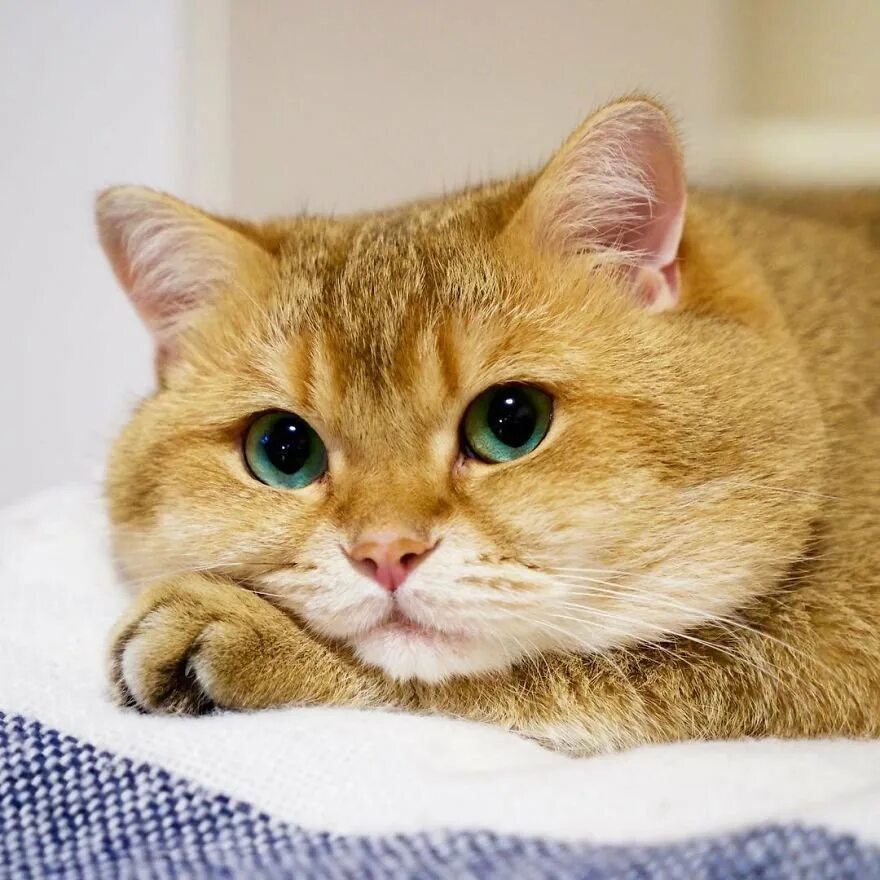 Что такое котик
