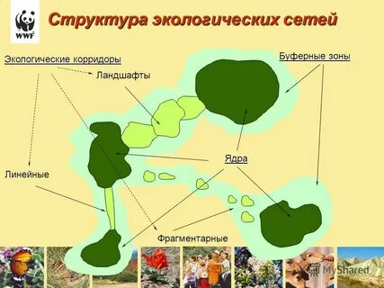 Экологическая сеть область