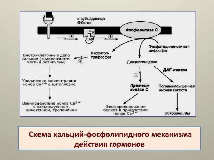 Транспорт белков внутриклеточный. Кальций фосфолипидный механизм. Схема действия гормонов через ионы кальция. Схема действия гормонов через ионы CA. Кальций-фосфолипидный механизм действия гормонов.