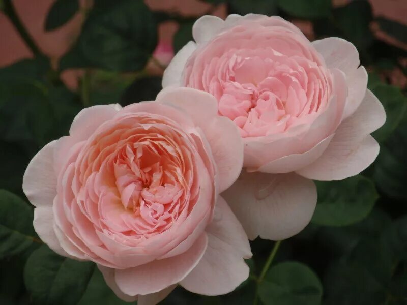 розы соколовых. роза соколова. розовая школа в воронеже. Marina rose. соколова роза рафиковна.