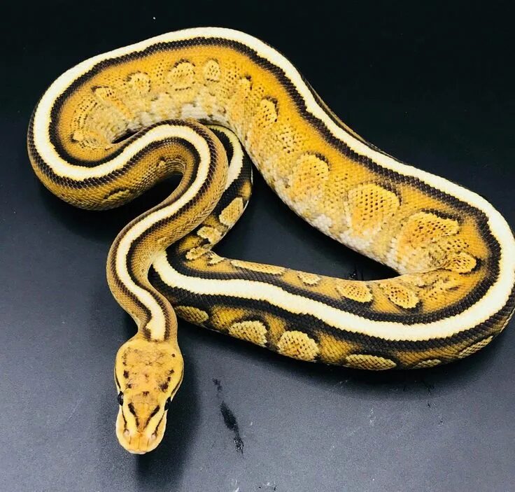 Pet python. Золотой Королевский питон. Золотой питон змея. Золотой Королевский питон 3 метра. Питон Пипа змея.