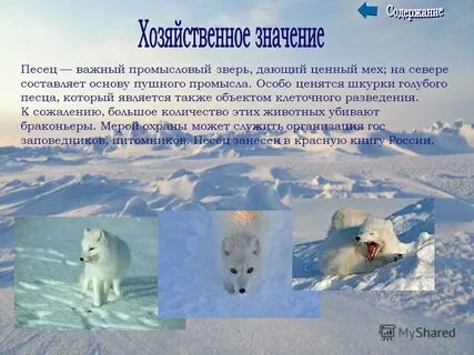 Песец арктических пустынь 4 класс