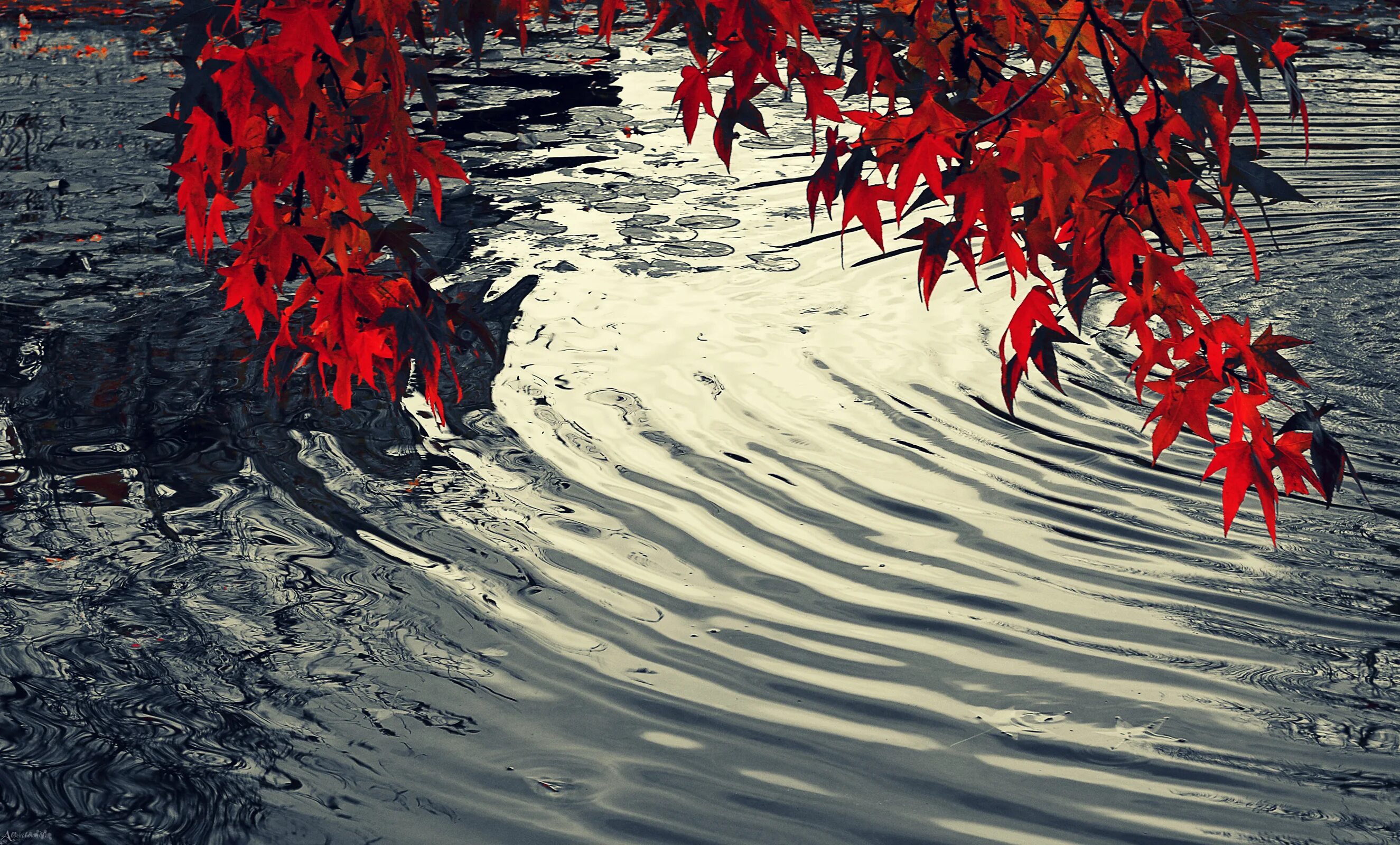 Живые обои падающий. Красные листья на воде. Листья над водой. Отражение деревьев в воде. Осенние листья на воде.