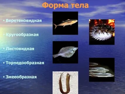 Обтекаемая форма рыбы