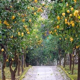 Lemon tree garden