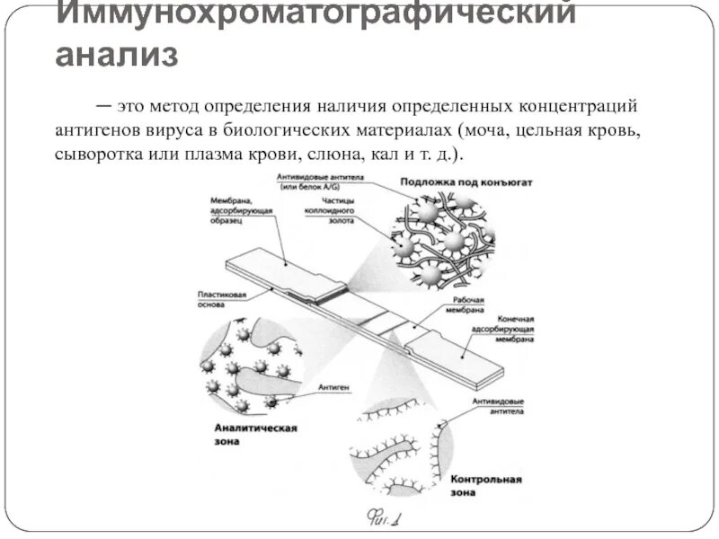 Иммунохроматографический анализ принцип метода. Иммунохроматографический анализ преимущества и недостатки. Иммунохроматографический анализ схема. Иммунохроматографический метод исследования кала на скрытую кровь.