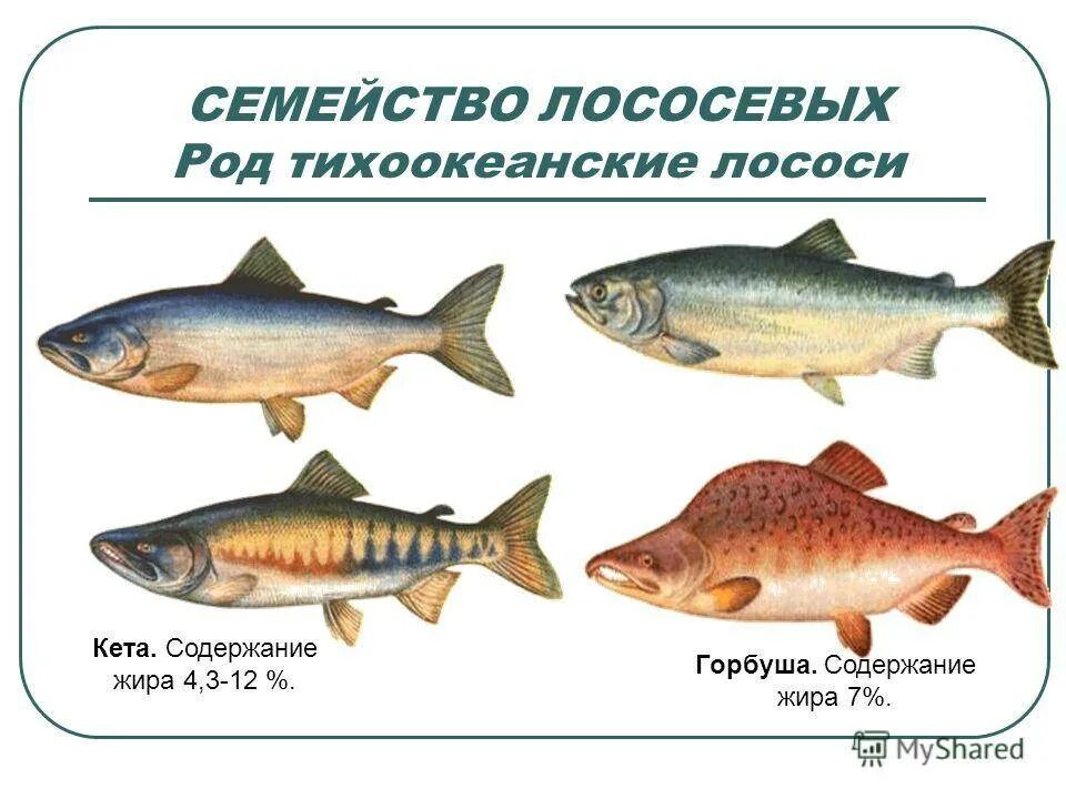 Красная рыба виды и названия. Рыбы семейства лососевых названия. Лососёвые породы рыб перечень. Название красных рыб семейства лососевых. Красная рыба перечень.