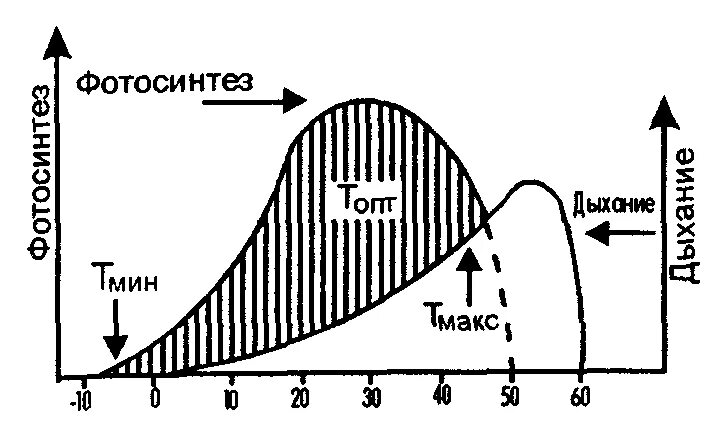 Влияние температуры на процесс фотосинтез. Зависимость дыхания растений от температуры. Факторы влияющие на интенсивность фотосинтеза. Влияние температуры на фотосинтез. Зависимость дыхания от температуры.