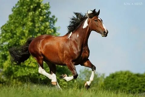 Мас орыспен жыныстық қатынас