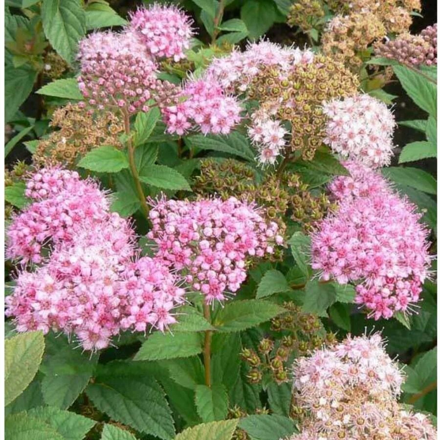 Спирея Nana. Спирея Spiraea japonica 'Nana. Спирея розовая.