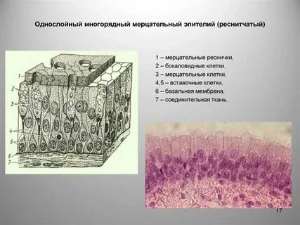 Клетки способны сокращаться