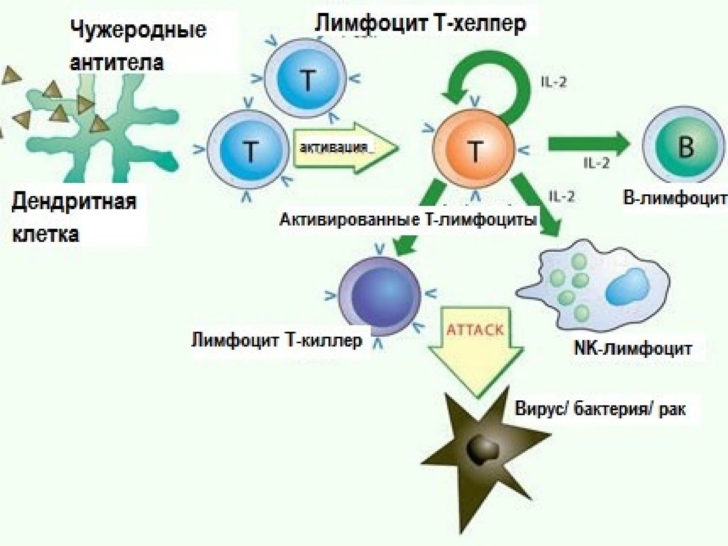 Иммуноглобулин в лимфоциты. Клетки иммунной системы т-киллеры. Т хелперы 1 иммунный ответ. Схема иммунного ответа для детей. Т хелперы в клеточном иммунитете.