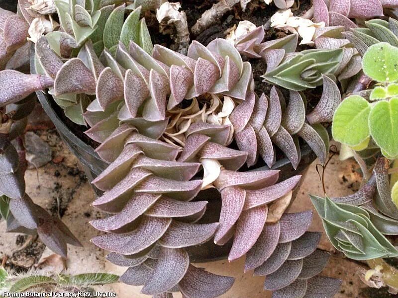 Традесканция ладьевидная (tradescantia navicularis). Коллизия навикулярис. Традесканция толстянковая. Традесканция ладьевидная (tradescantia navicularis). Традесканция ладьевидная каллизия.