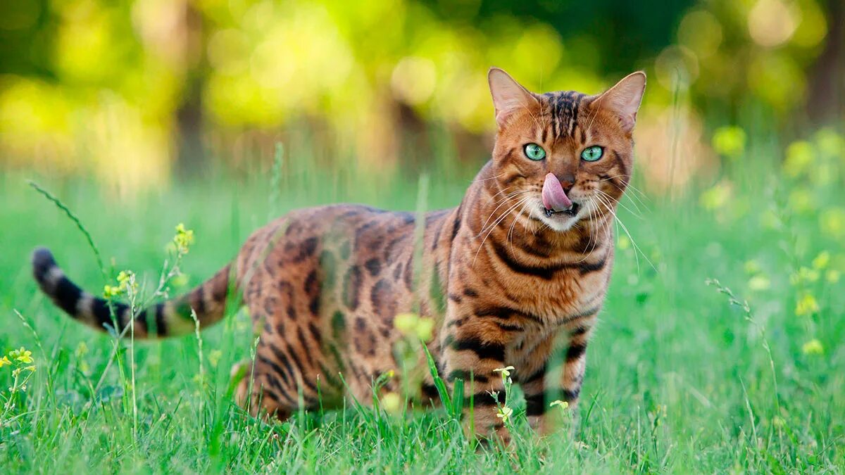 Стандарт породы бенгальской кошки. Бенгальский кот. Бенгал стандарт породы. Кошка леопардового окраса. Бенгальский кот с зелеными глазами.
