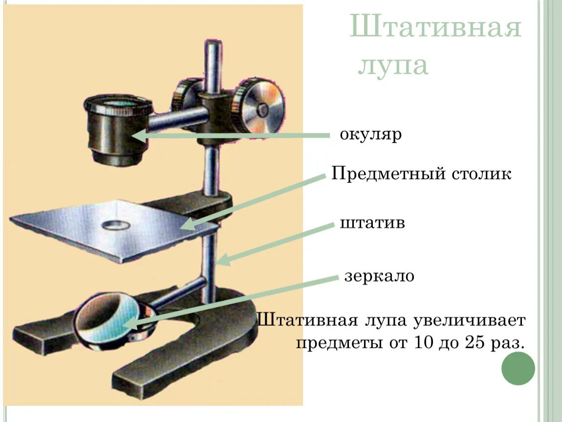 Какие предметы изображены в увеличенном масштабе