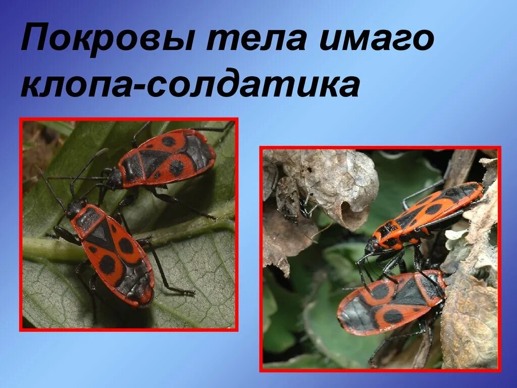 Развитие с полным превращением клоп солдатик. Клоп солдатик имаго. организм клопа солдатика. тип развития у клопа солдатика. клоп солдатик рисунок.