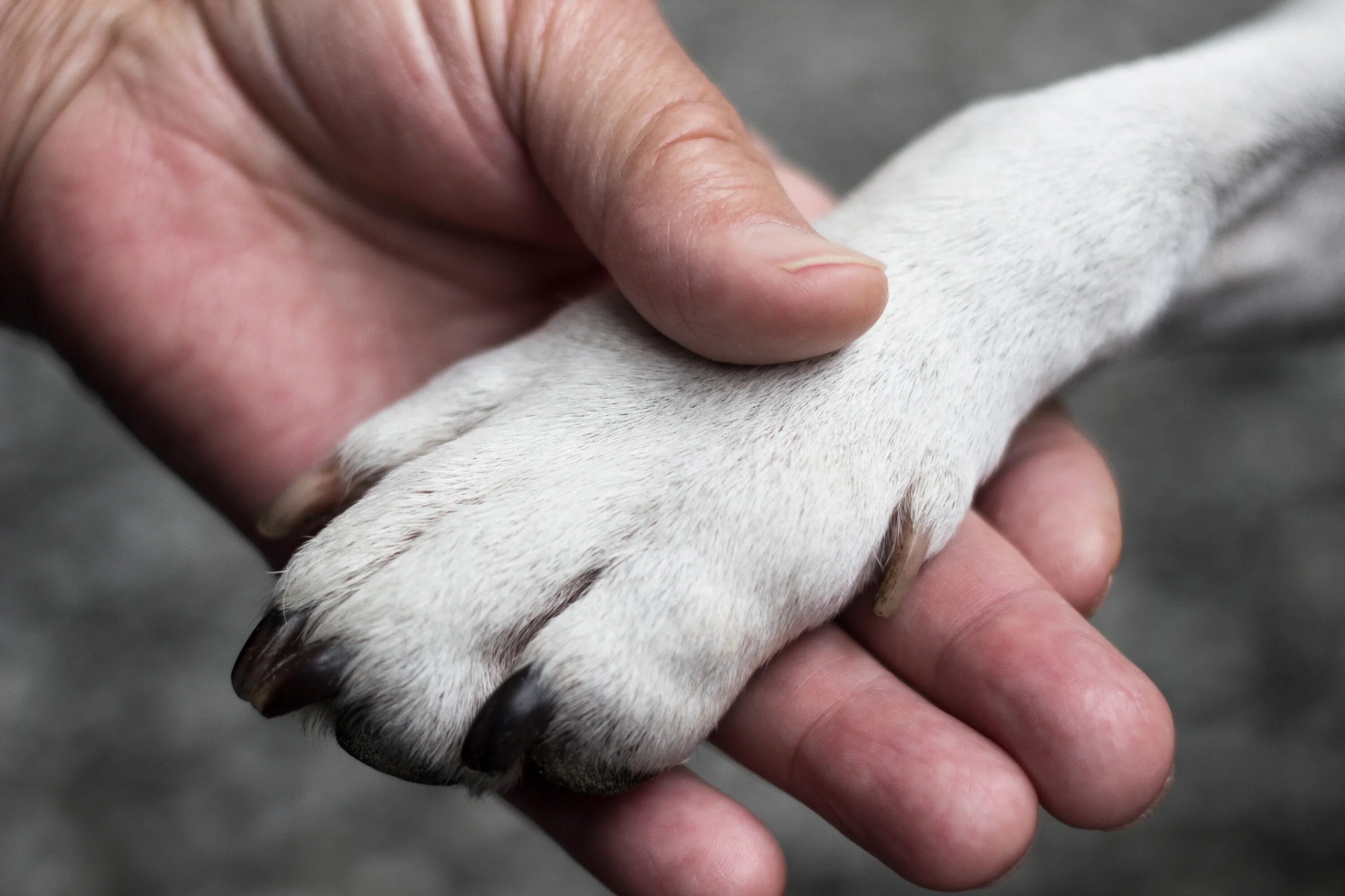 Лапка щенка. Лапа собаки. Лапа пса. Feet dog