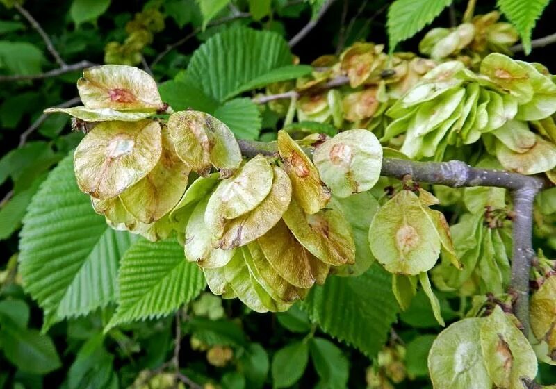 Собранные лиственных. Вяз гладкий (Ulmus laevis). Вяз гладкий (вяз обыкновенный) (Ulmus laevis). Плод крылатка вяз. Вяз карагач семена.