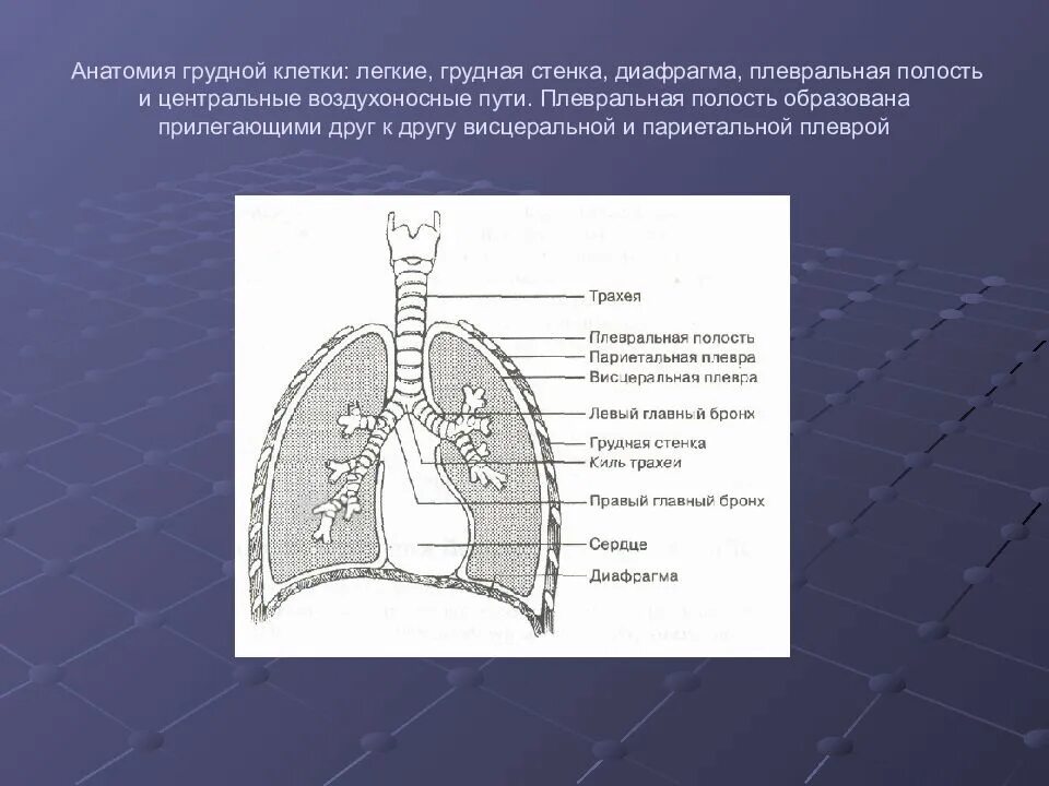 Плевральная полость грудная полость. Стенки грудной полости. Грудная диафрагма анатомия.