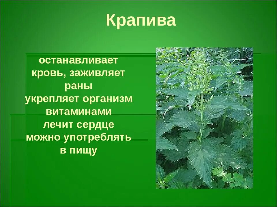 Крапива. Сведения о крапиве. Рассказать о крапиве. Крапива описание растения. Характеристика крапивы