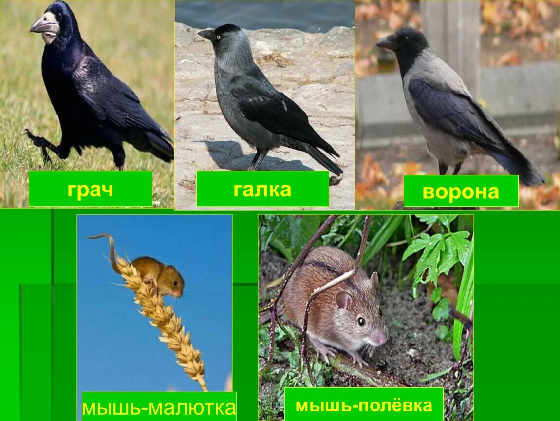 Животные поля 2 класс окружающий мир. Ворона галка грач. грач или галка. животные поля презентация. доклад поле и его обитатели.