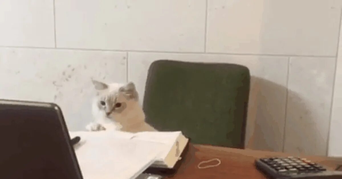 Котик в офисе. Котик бухгалтер. Котик за компьютером. Бухгалтер gif. Кошка бухгалтер