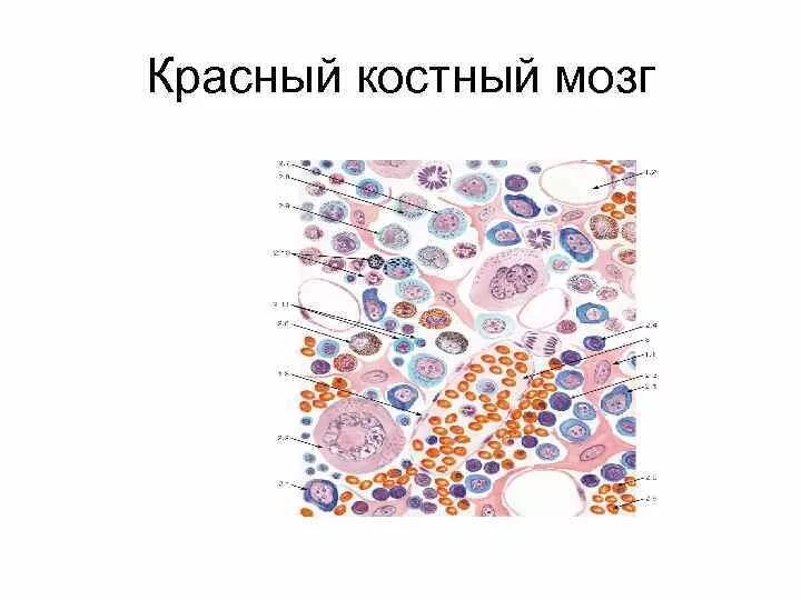 Клетки крови образующийся в костном мозге. Схема строения красного костного мозга. Ретикулярная Строма красного костного мозга. Красный костный мозг строение. Схема строения красного костного мозга гистология.