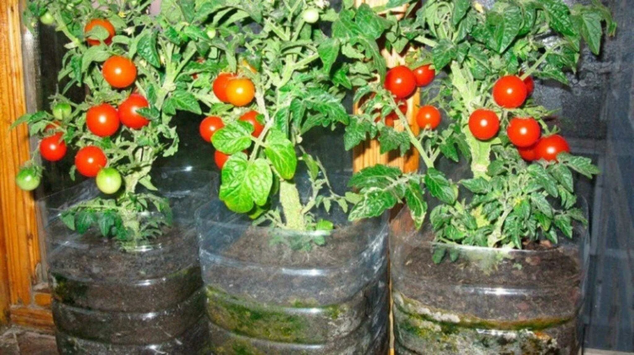 Выращивание помидоров для начинающих. Черри балконное чудо. Карликовые помидоры черри. Балконные помидорки черри. Помидоры черри в горшке.