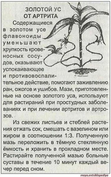 Цветок золотой ус лечебные. Золотой ус растение. Каллизия золотой ус. Золотой ус растение применение. Золотой ус растение.