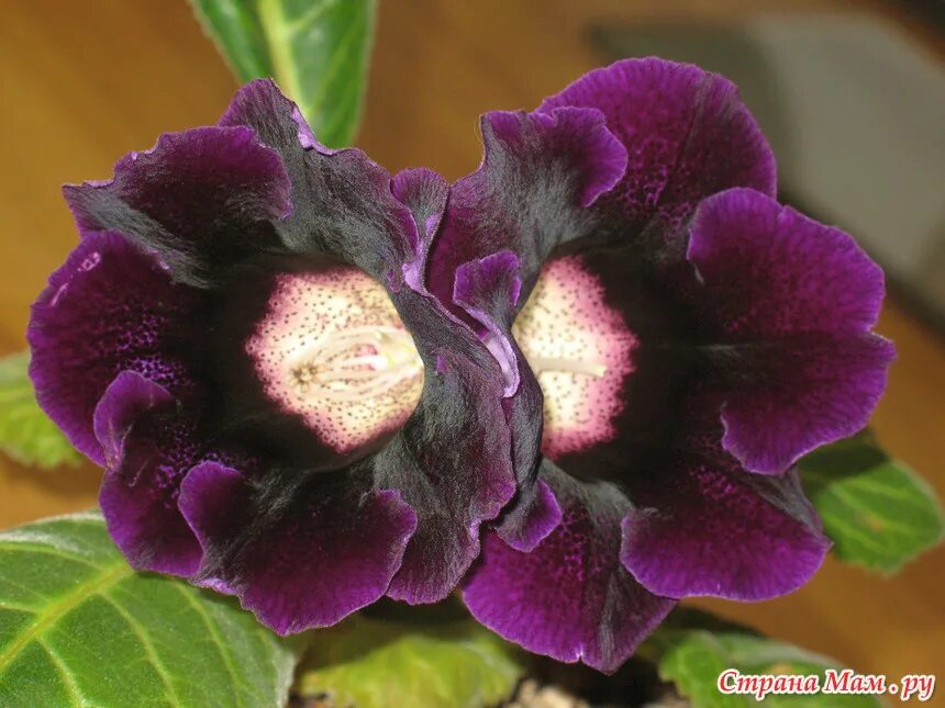 Глоксиния голливуд фиолетовая. Глоксиния темно. Глоксиния аванти голубая. Глоксиния темно. Глоксиния темно.