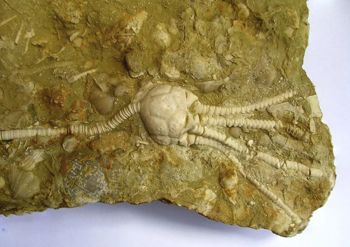 Какие палеонтологические находки. Морская Лилия палеозой. Криноидеи ордовика. Морские лилии Ордовик. Окаменелости аммониты и белемниты.