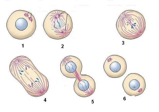 Митоз материнская клетка. Деление клетки митоз рисунок. Интерфаза митоза. Митотическое деление клетки. 5 фаз деления клетки