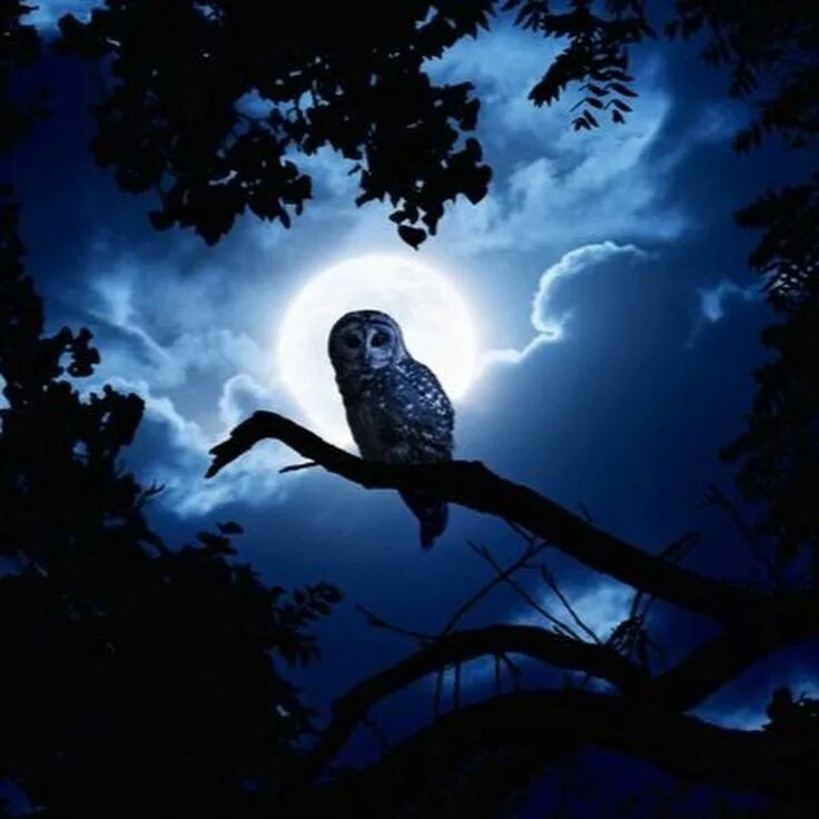 Птицы видят в темноте. Ночная Сова.(Night Owl).1993. Птицы ночью. Красивые ночные птицы. Филин ночью.