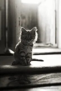Одиночество с котом