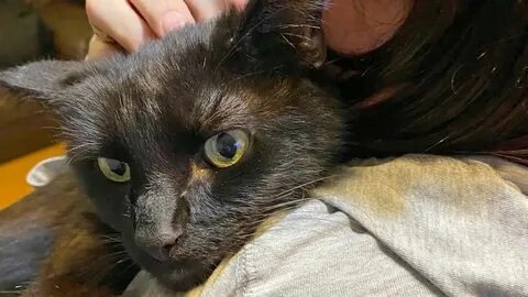 Голос кошки зовущей кошку