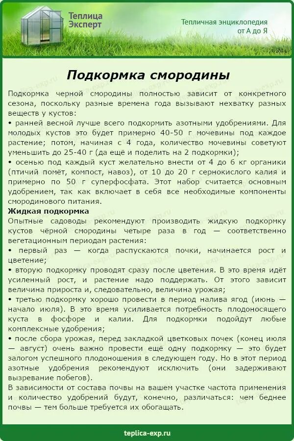 Удобрение при посадке смородины. Смородина удобрения схема. удобрениежля смородины. схема подкормки смородины. схема подкормки крыжовника.