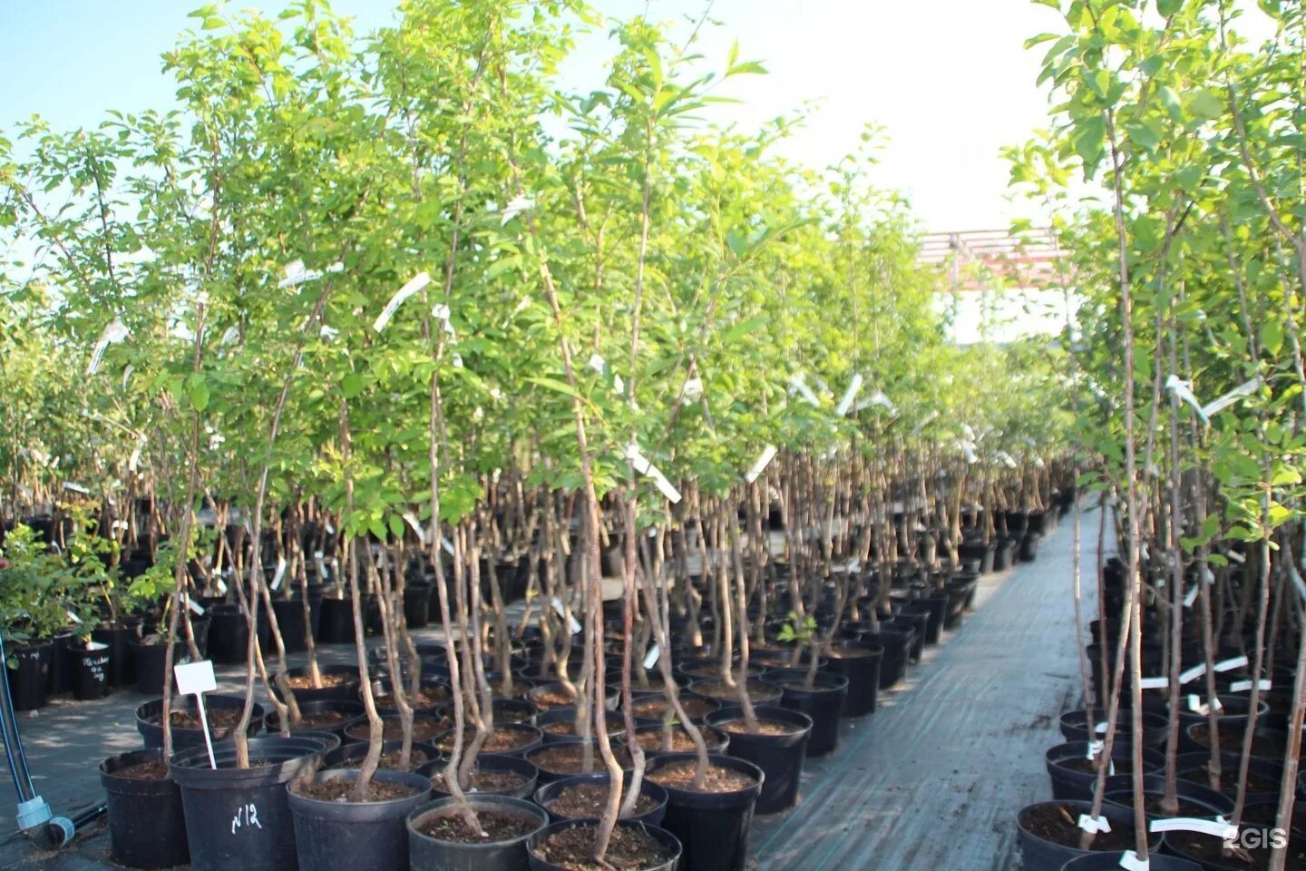 зеленый остров псков неелово каталог. садовый центр зеленый остров псков. зеленый остров питомник псков. зеленый остров псков неелово каталог. зелёный остров псков неёлово.