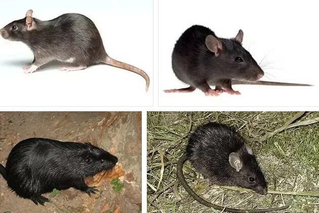 К чему снится женщине дохлая мышь. Черная крыса. Крысы двойники. Большая черная крыса.