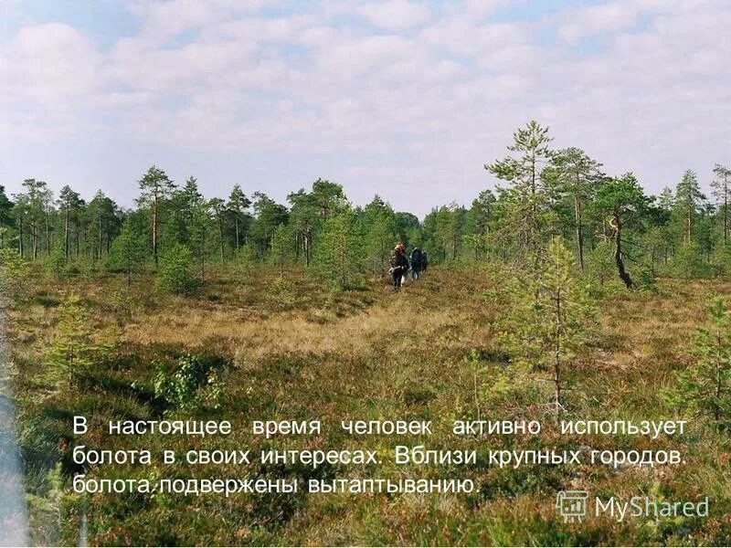 Сельское хозяйство осушение болота. Болота россии презентация. Болота хозяйственная деятельность. Значение болот в природе и для человека. Хозяйственная деятельность человека в болотах.