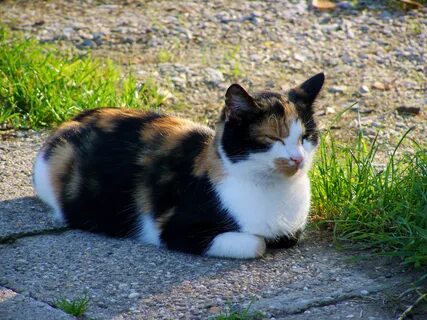 Котенок черно белый рыжий