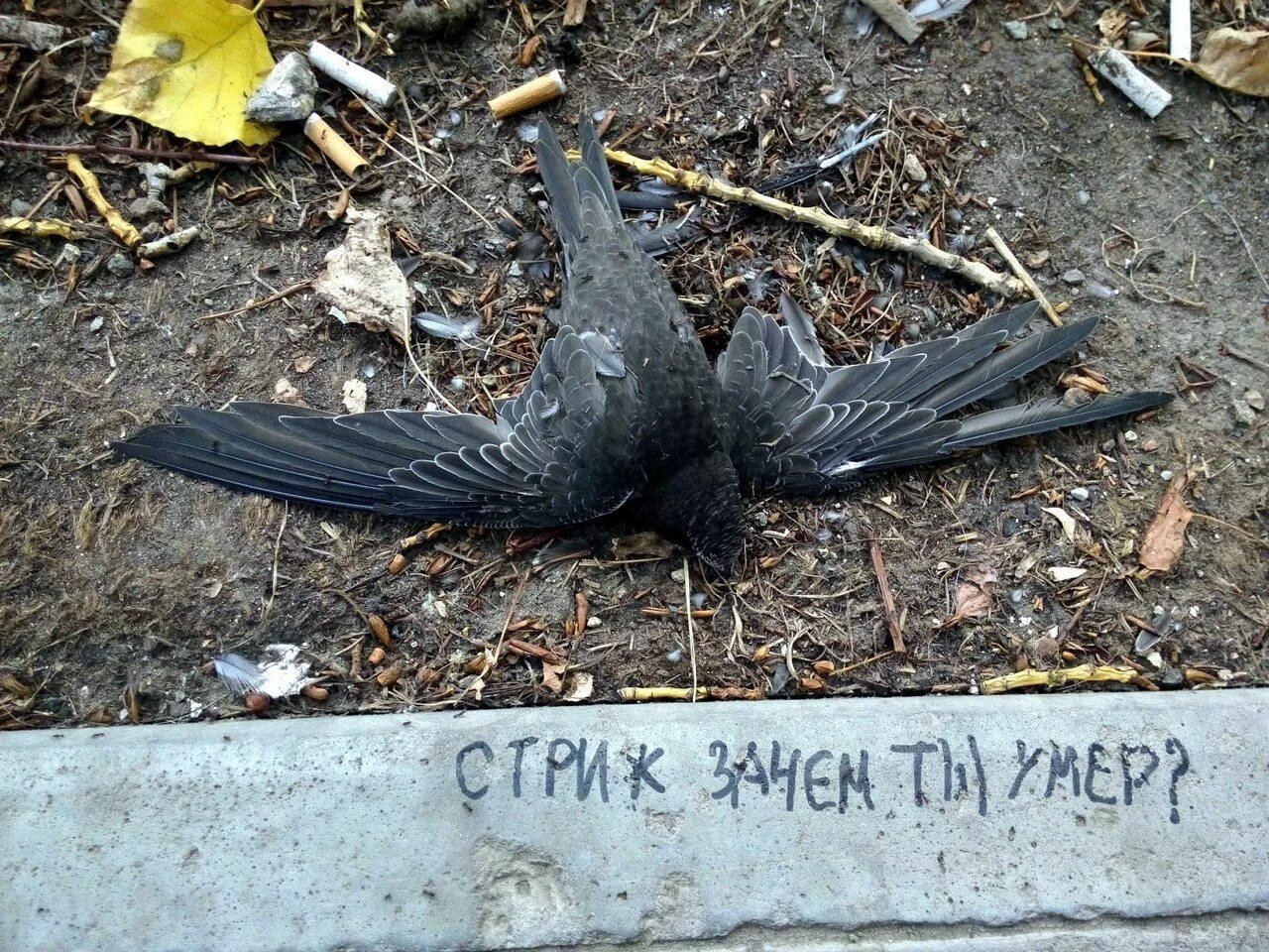 Не так уж и плохо быть вороной. Не так уж и плохо быть вороной