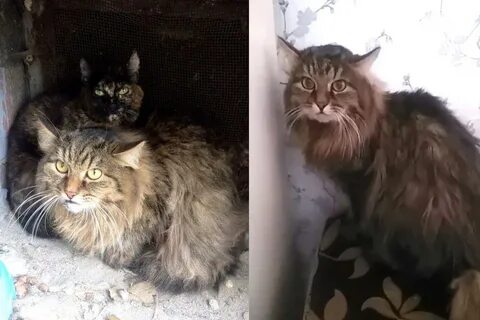 Видео как выкинули кота