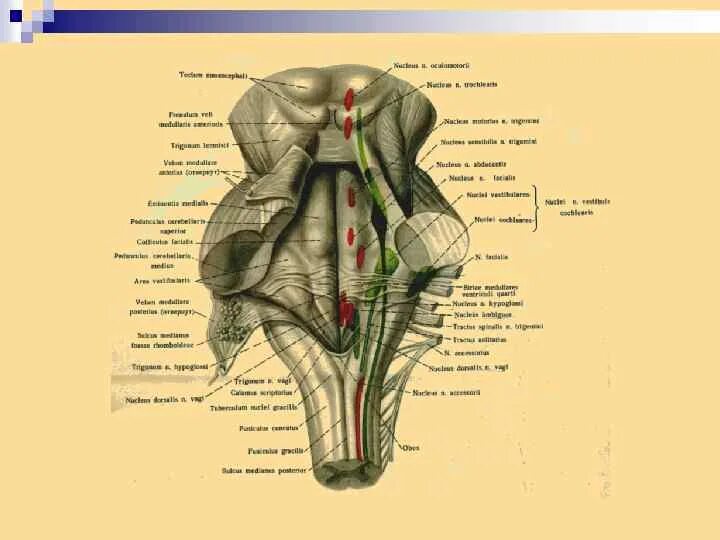 Ствол мозга топография. Ствол мозга строение анатомия. Анатомия ствола головного мозга привес. Анатомия и топография ствола мозга. Правильная последовательность расположения отделов ствола головного мозга