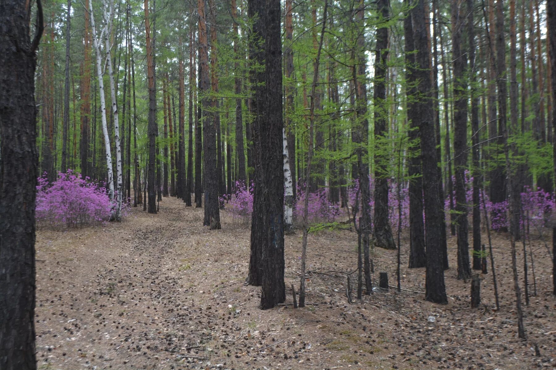 Алтай лиственница осенью. Кодар хребет забайкалье. Забайкалье отзыв. Забайкалье отзыв. Река ингода чита.