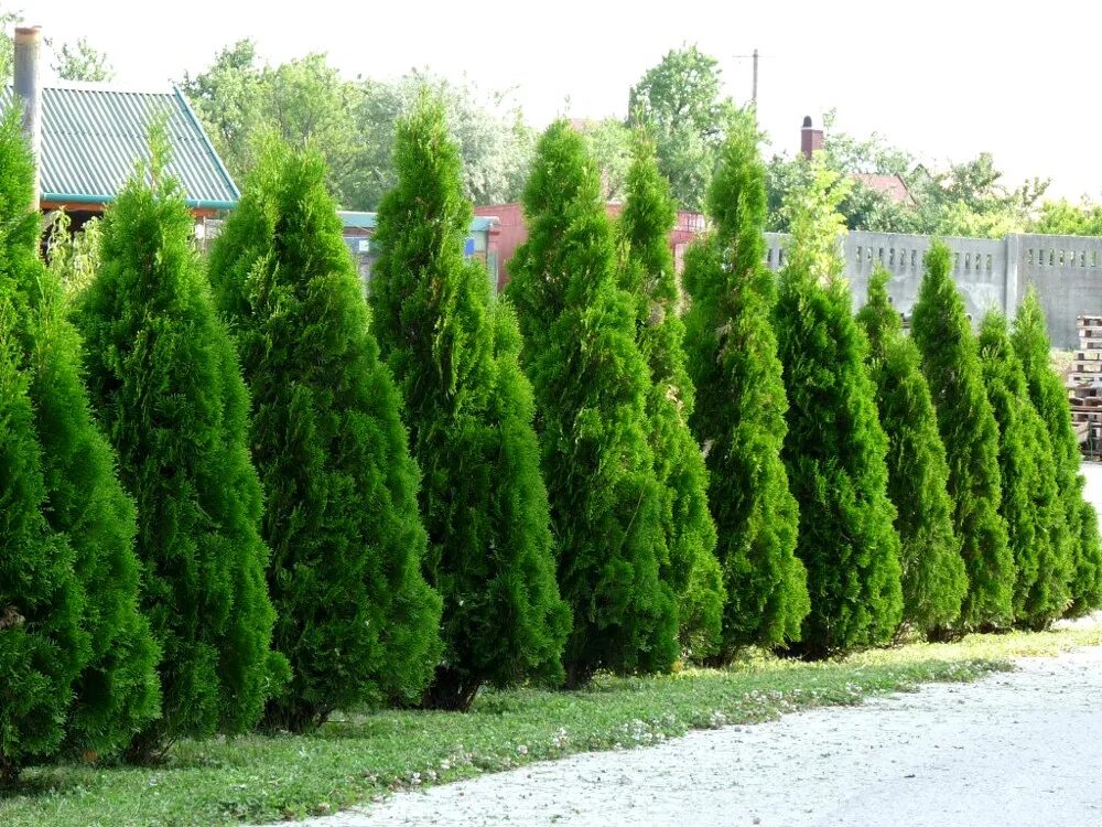 туя западная (thuja occidentalis smaragd). туи воронеж. туи воронеж. туи воронеж. туя воронеж.