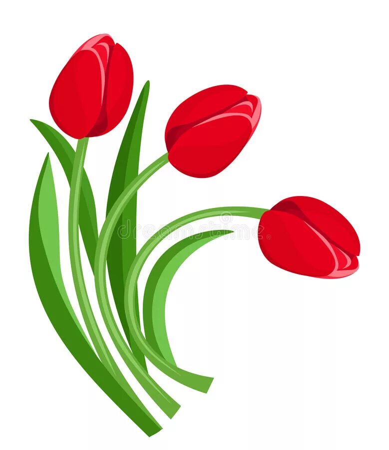 3 красных тюльпана. Тюльпаны в векторе на прозрачном фоне. Красные тюльпаны на белом фоне. Стилизованные тюльпаны. Красные тюльпаны вектор.