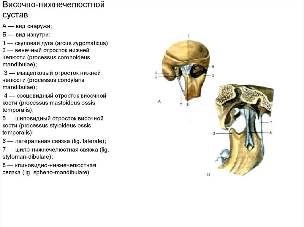 Костные элементы ВНЧС. Строение сустава ВНЧС. Соединение костей черепа височно нижнечелюстной сустав. Строение ВНЧС анатомия.