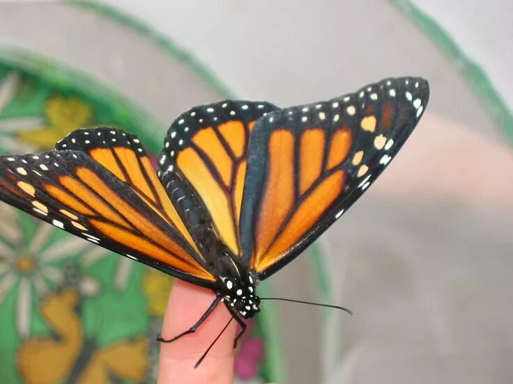 Butterfly does